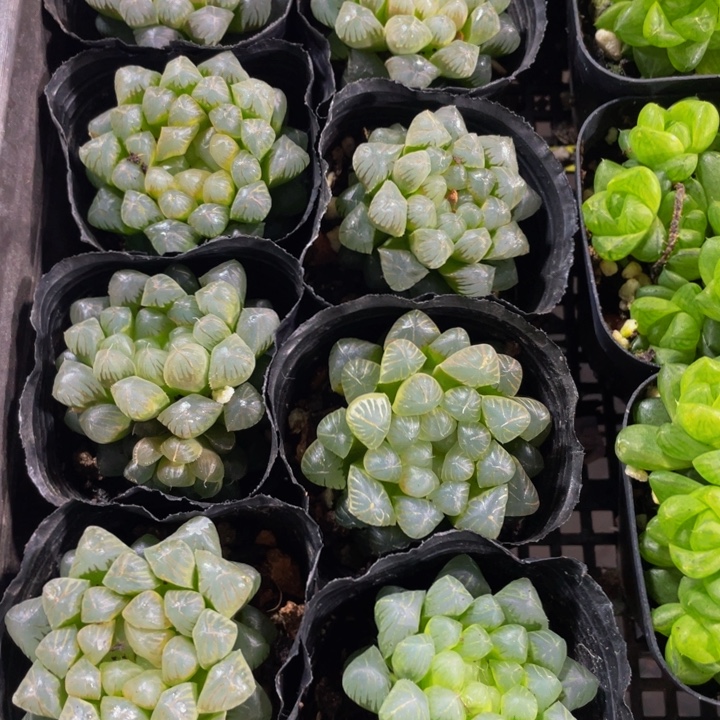 姬玉露带盆土发货