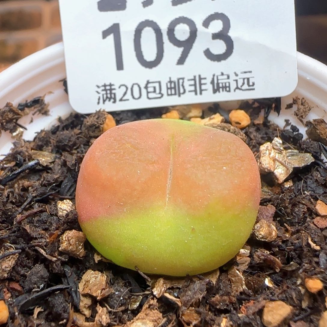 蟠桃带盆土发货。