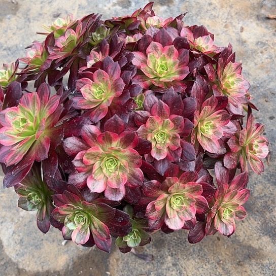 多肉植物安娜锦5号