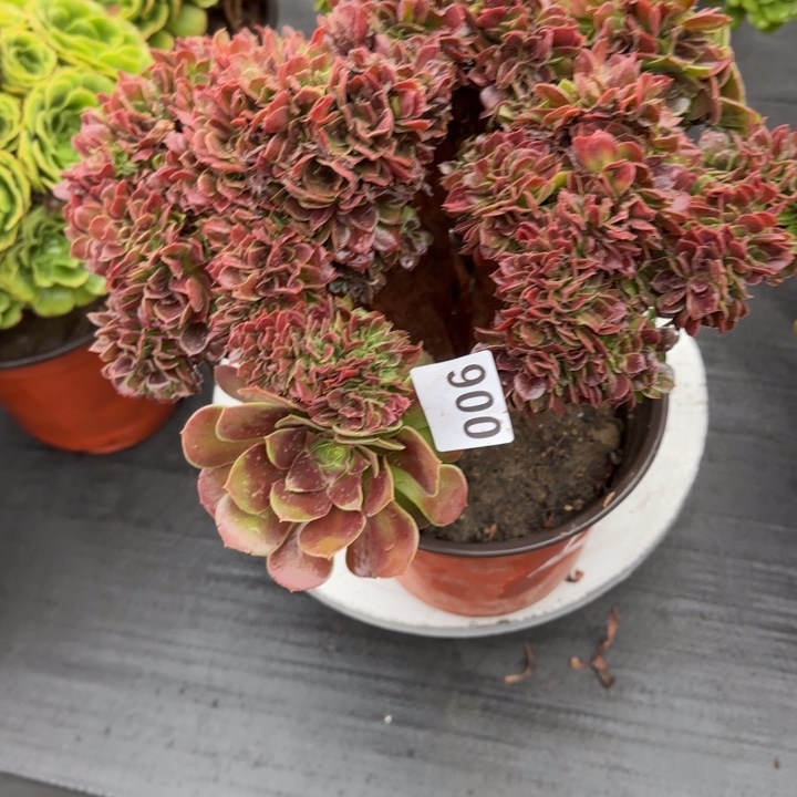 多肉植物玫瑰缀900