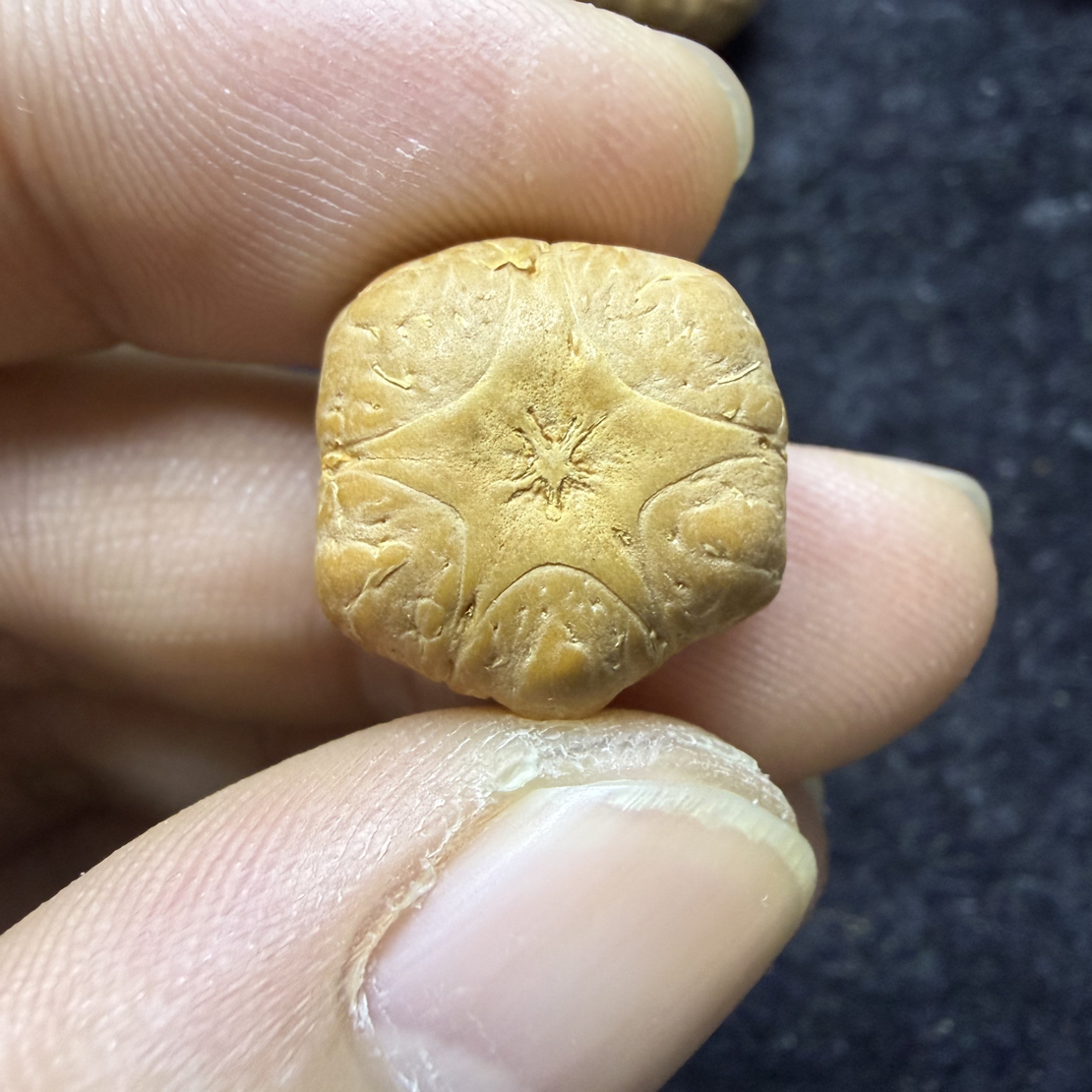 精品16.3mm凤眼五星25年新籽厚11.5mm三通非质量问题开孔不退不换