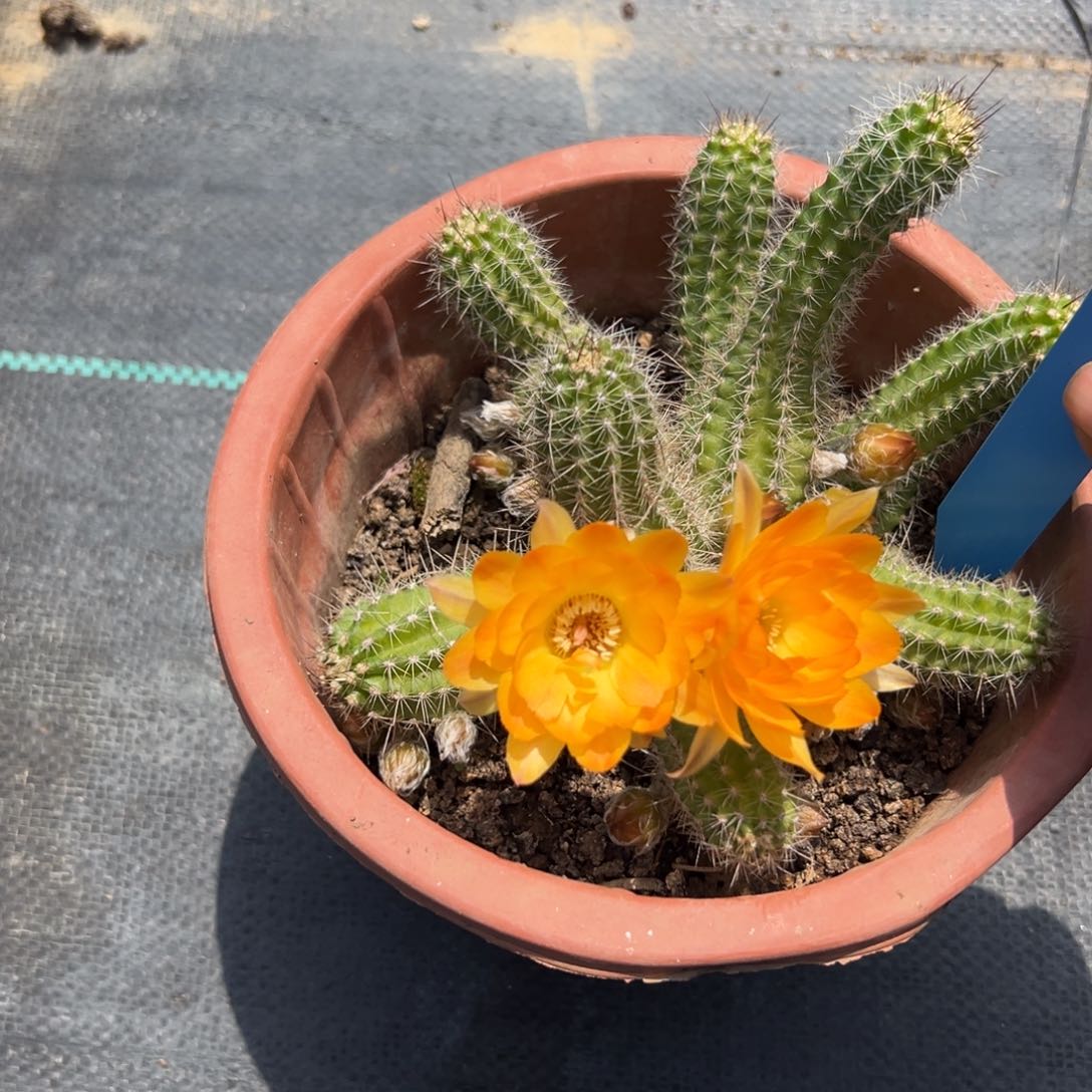 白檀仙人球白檀651