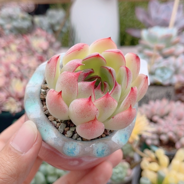 027 勾魂仙子 带陶瓷盆发货 满28包邮