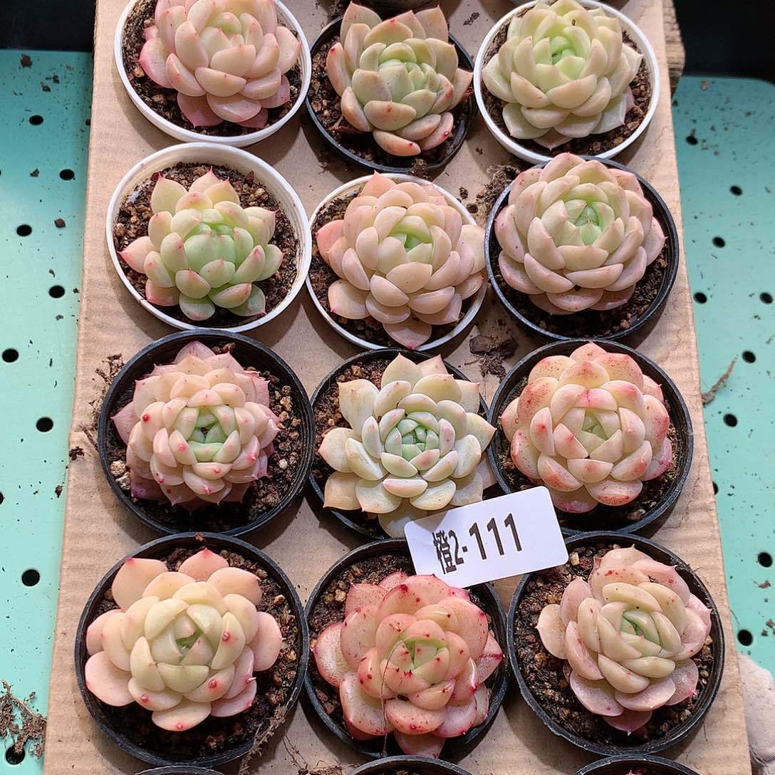 2-111一物一拍带盆18颗