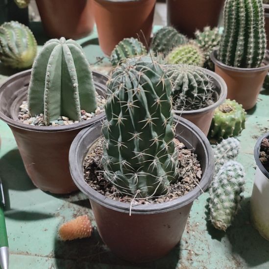 仙人球红喉带根带盆