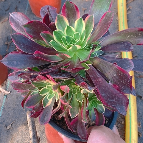 653金丝多肉植物