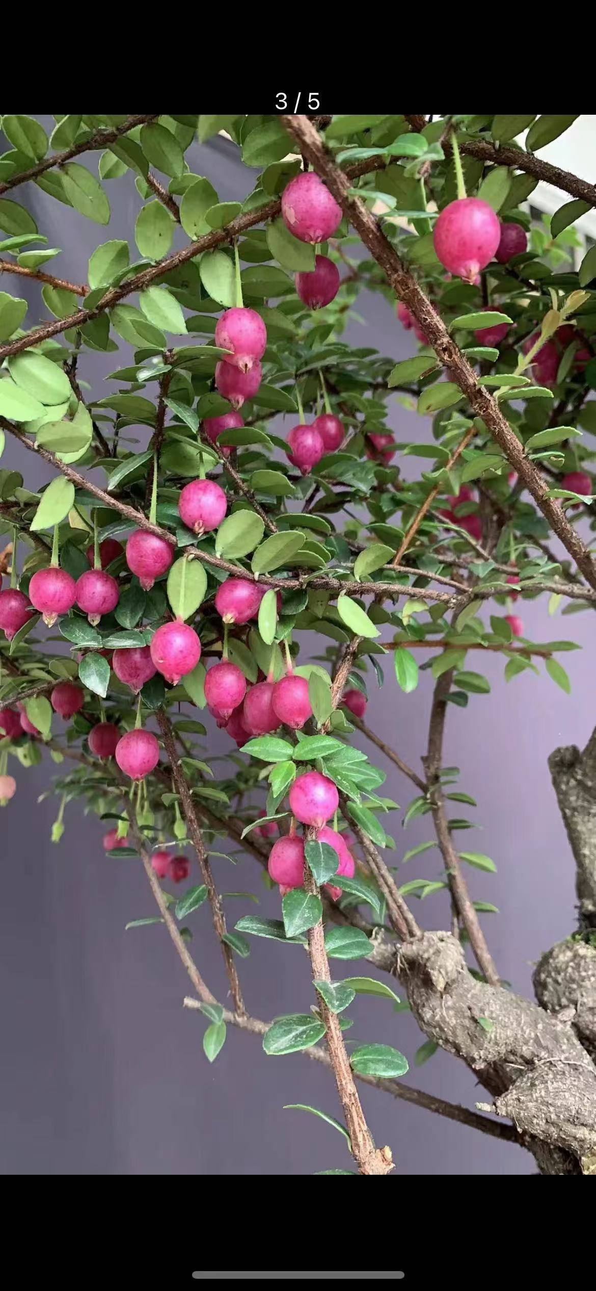 五翅莓盆景 吊金钟70