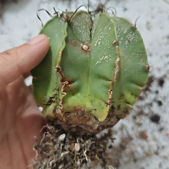 实生仙人球，实生仙人球