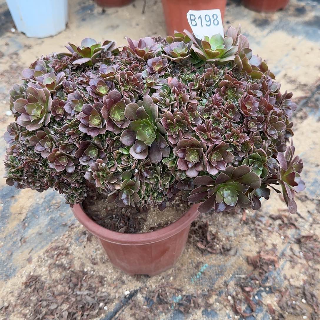 198玫瑰朵朵一颗呀呀