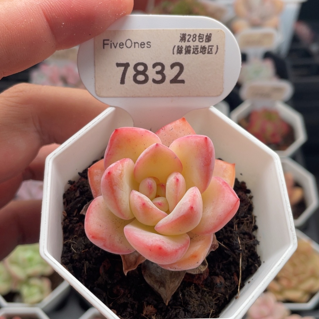 草莓泡芙7832-4.5厘米