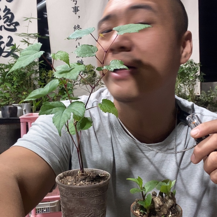 无花朵退款拉黑拉黑123