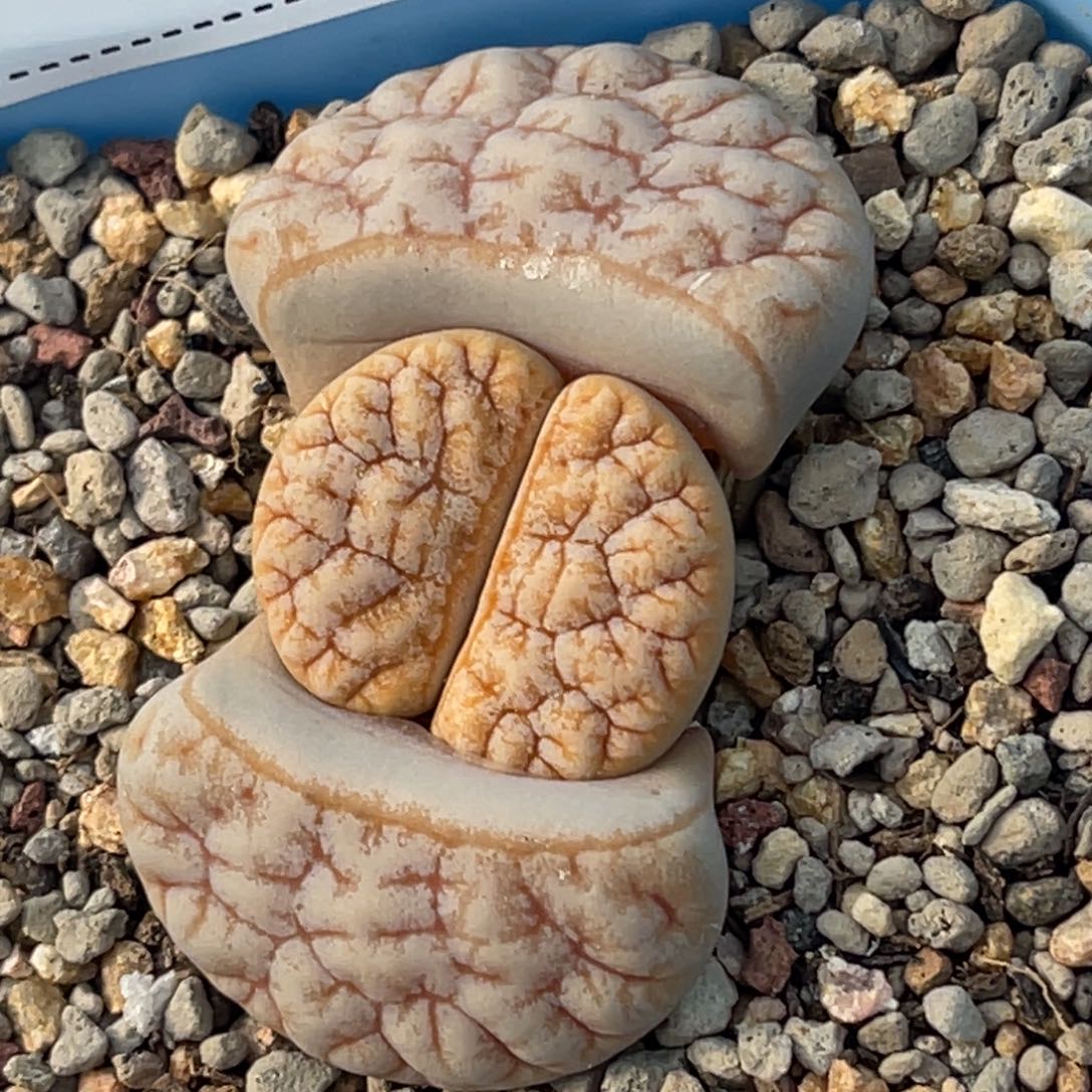 7640拿铁189凹凸睫毛荒玉