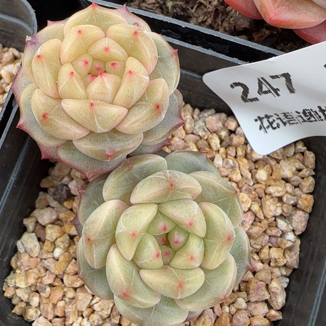 花语逸境0210-247