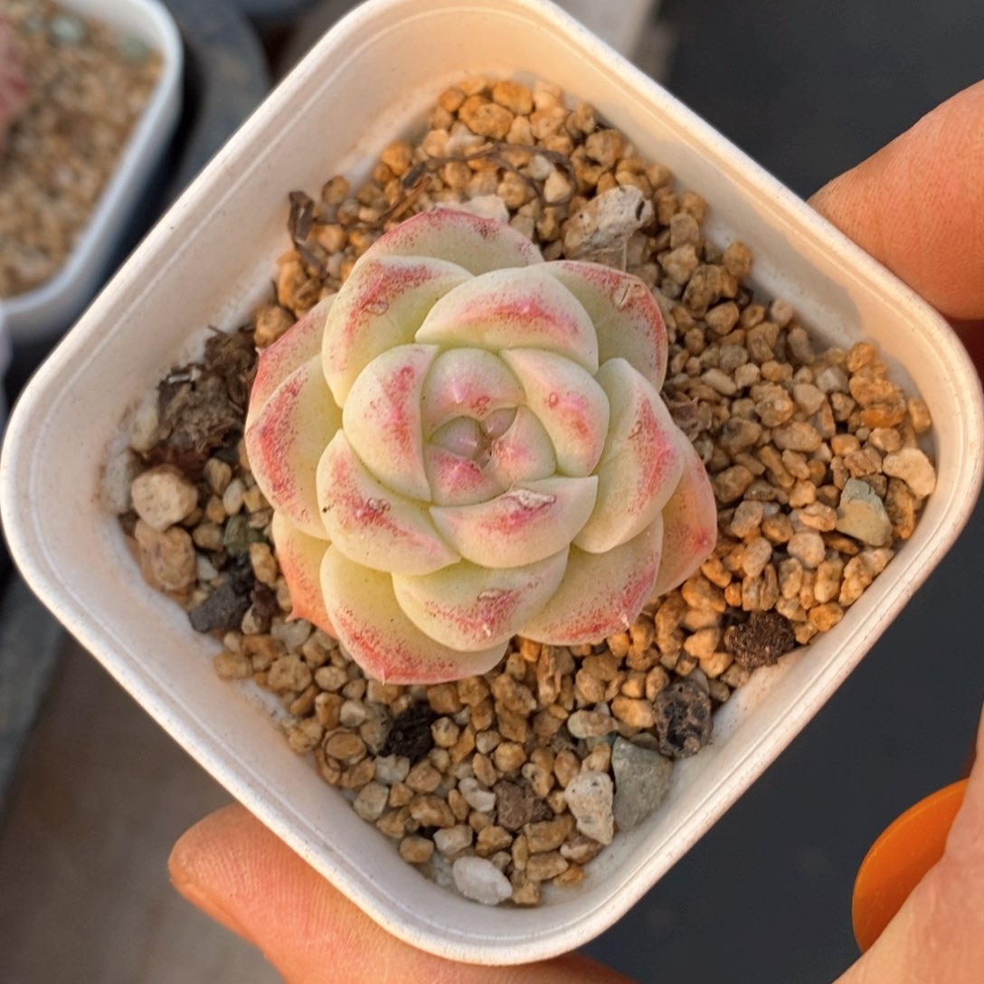 精品多肉一物一拆不包整79