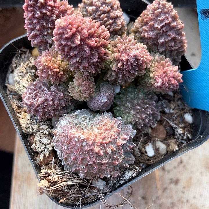 多肉植物朱子语a112