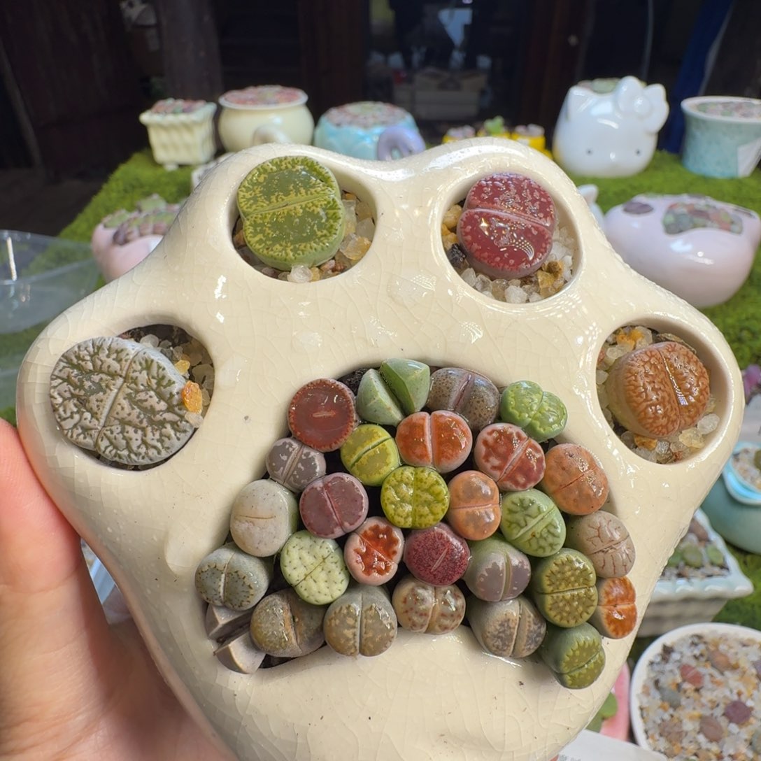 肉***频多肉植物福利1316