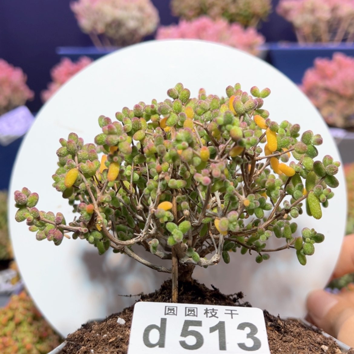 【闪购商品】d513糖球白糊斑锦枝干番杏