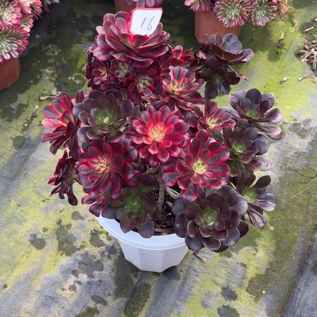 花好月又圆2025030916