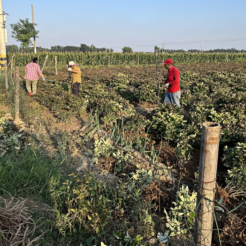 菏泽牡丹一物一拍