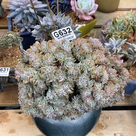 原始海棠花缀化632 全场默认微瑕7-8天发货