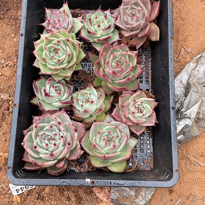 若如东云单拍A268