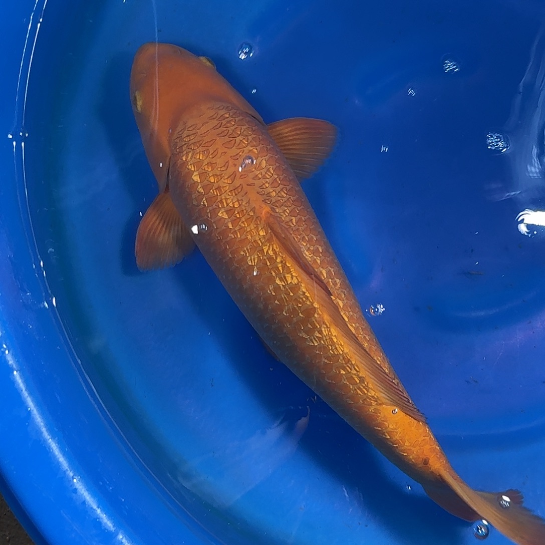 海水鱼锦程锦鲤福利