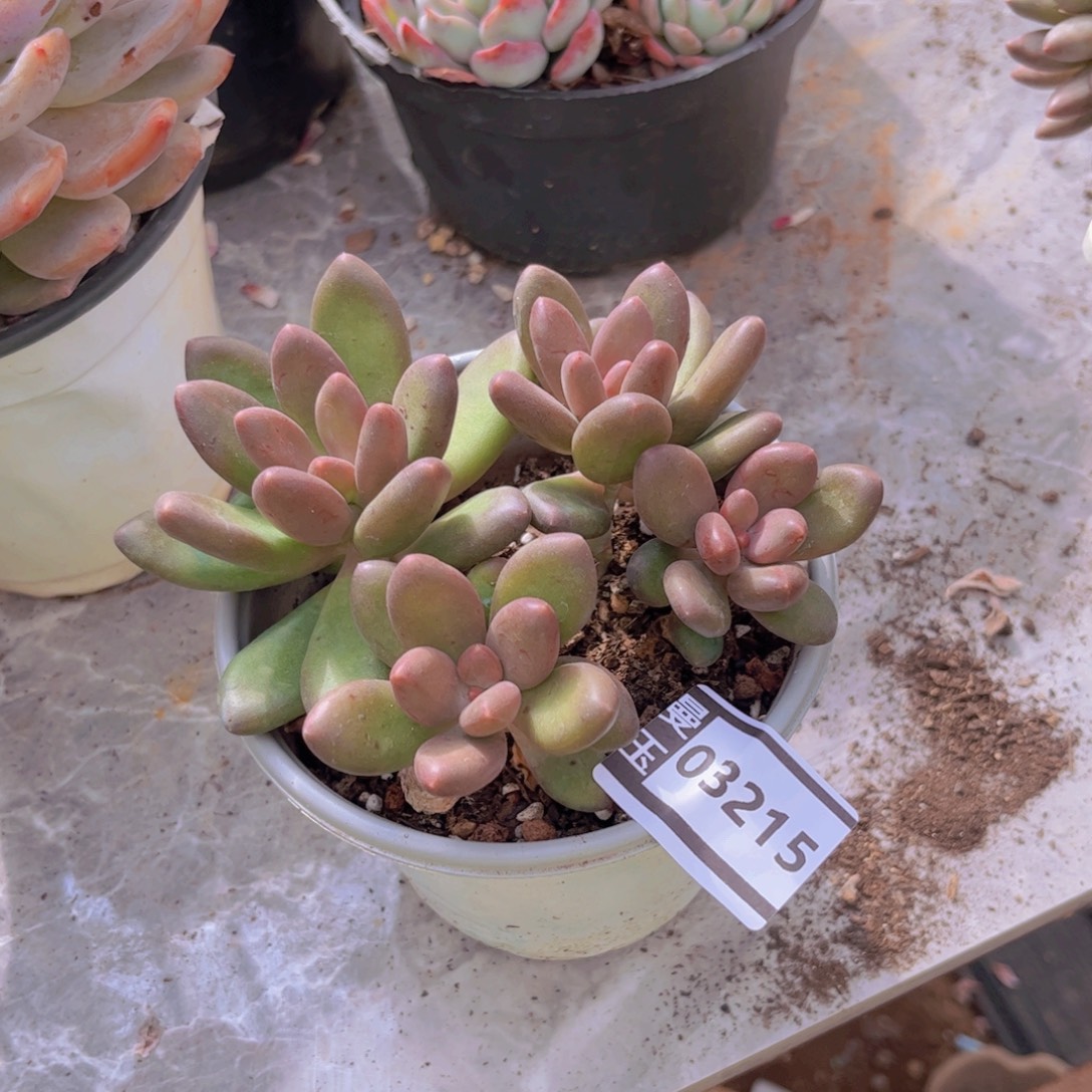 芒果奶多肉植物03215