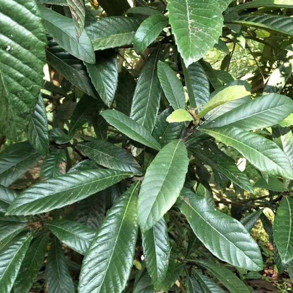 枇杷叶新鲜现摘枇杷树叶子老树批把叶新鲜现摘