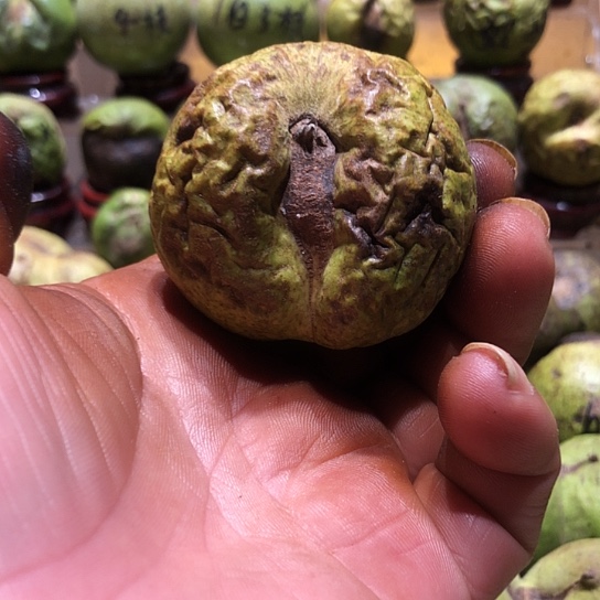 吊坠桃核核桃核桃