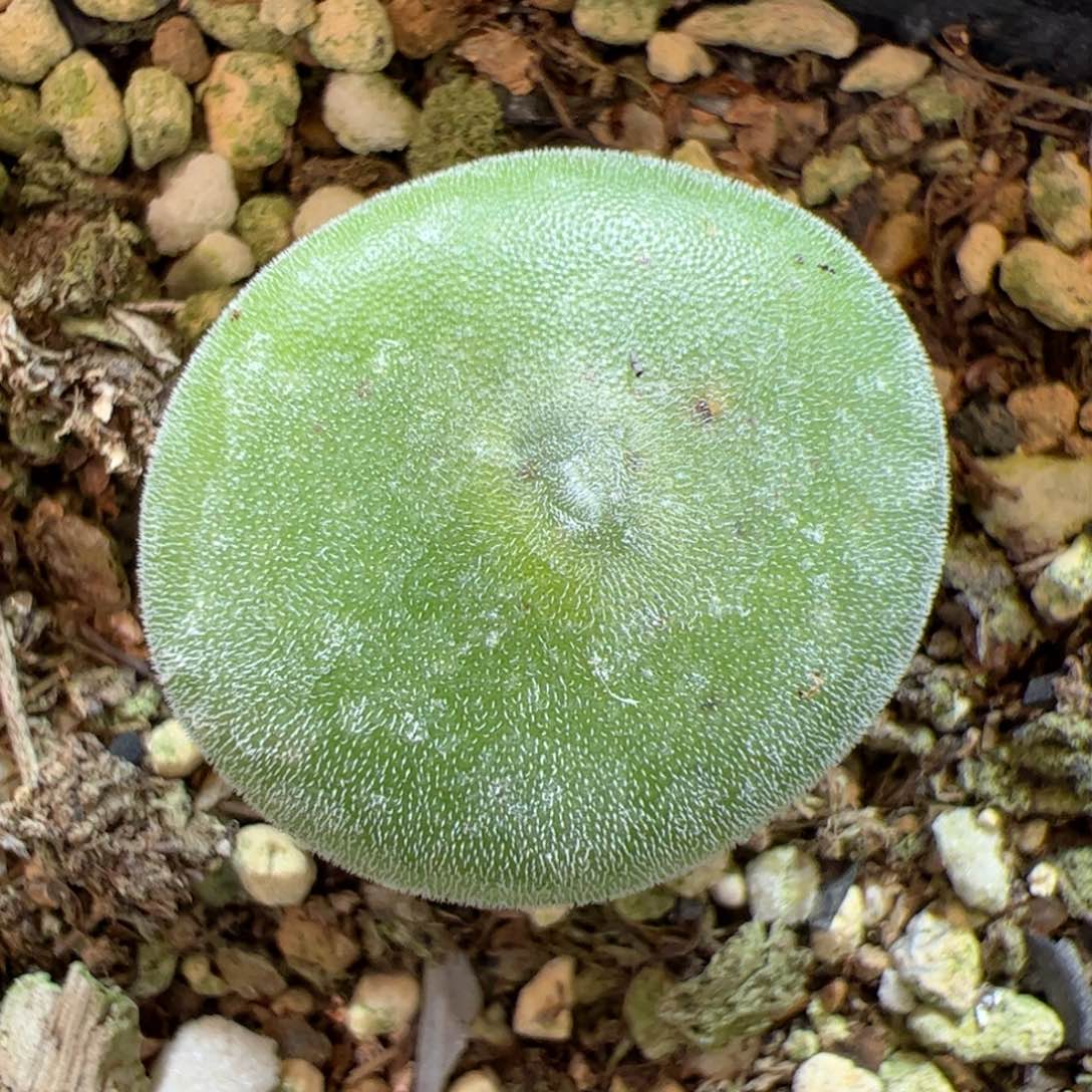 【闪购商品】15 毛饼