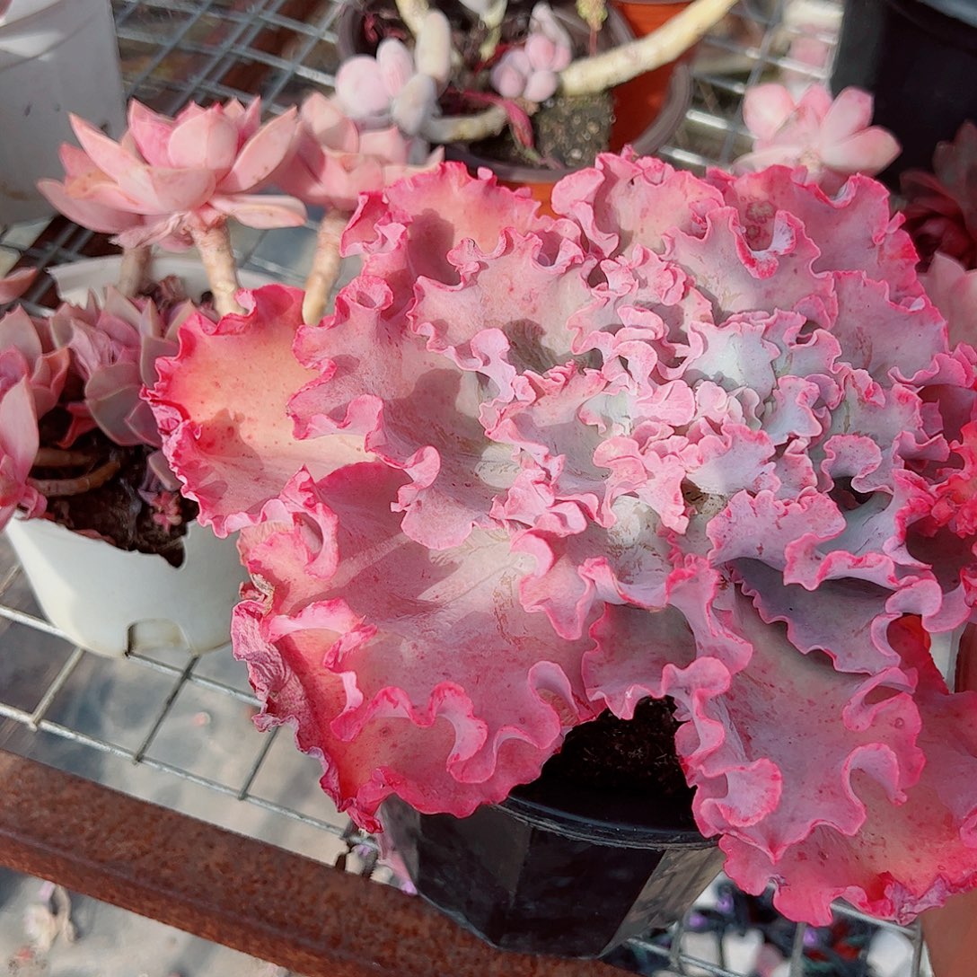 高沙之翁特大大单头