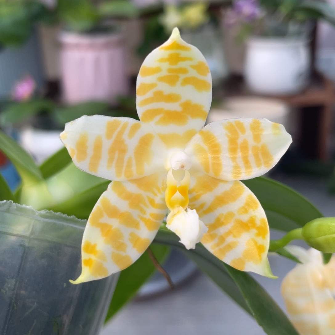 完全开放黄金斑马，2.5杯开花株