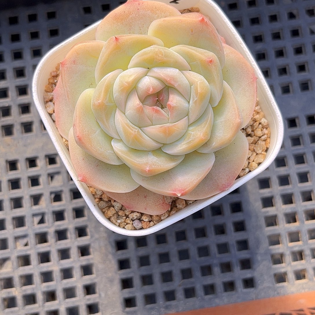 101 庄周珍妮 满18包邮