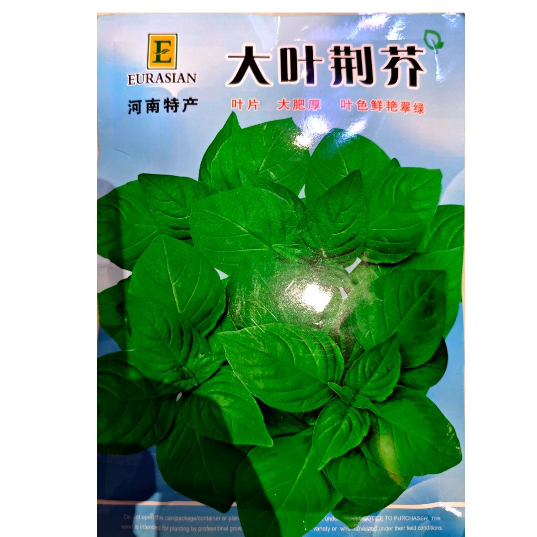 荆芥菜种籽河南大叶荆芥种子菜籽蔬菜种子四季播荆菜农家田园种籽