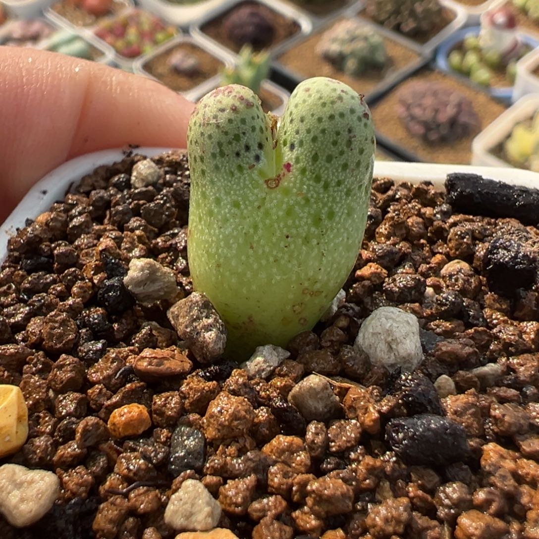 852多肉植物种类多样