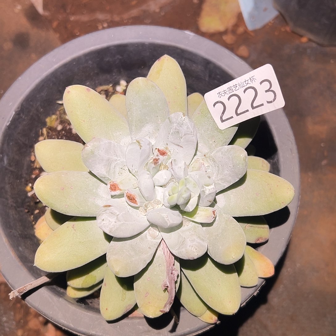 圆叶拇指帕奇飞徒仙女杯多肉。