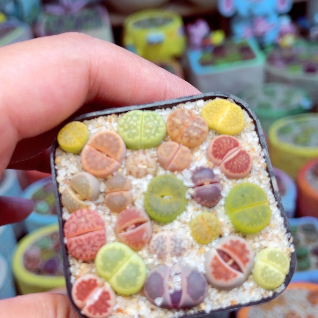 169。8888888888888888