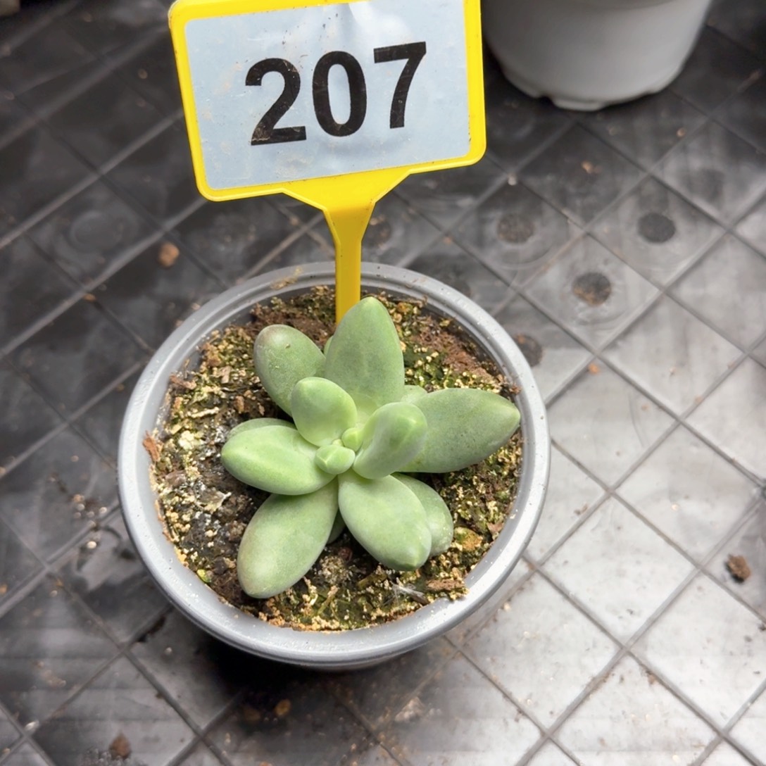 多肉植物207欧若拉