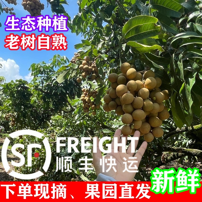 四川泸州现摘新鲜龙眼当季水果石硖储良桂圆顺丰包邮整箱