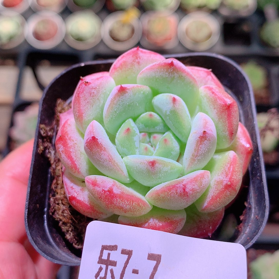 乐然7-7 白桃汽水 