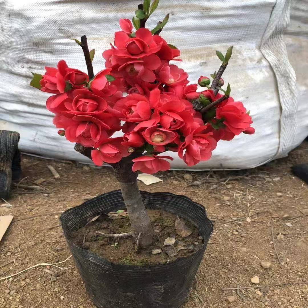 原生海棠花品种苗