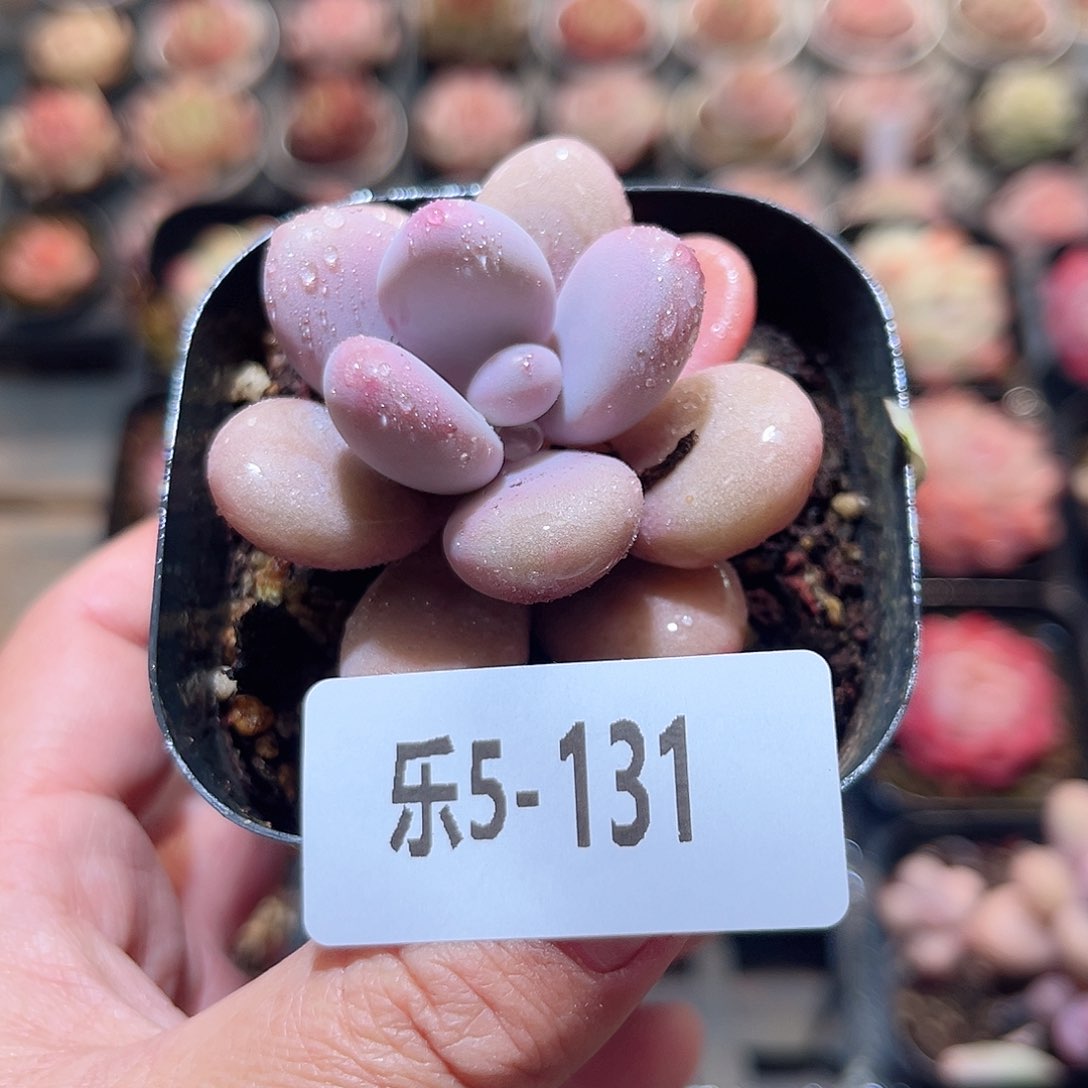 乐5-131 桃蛋单头