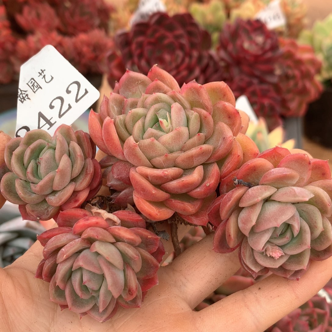 3422杂交多肉植物