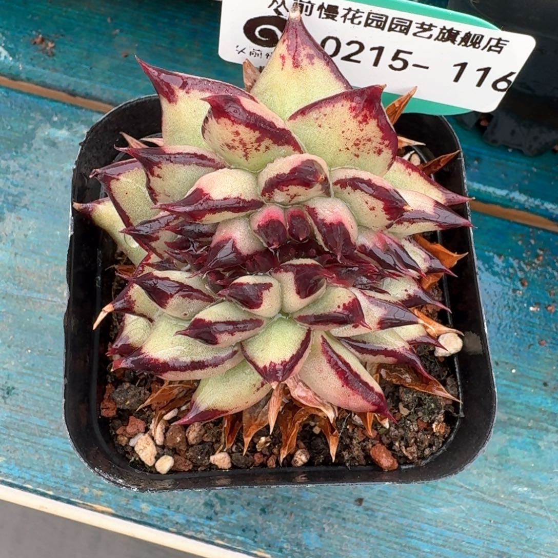 从前慢多肉精选编号0215.116