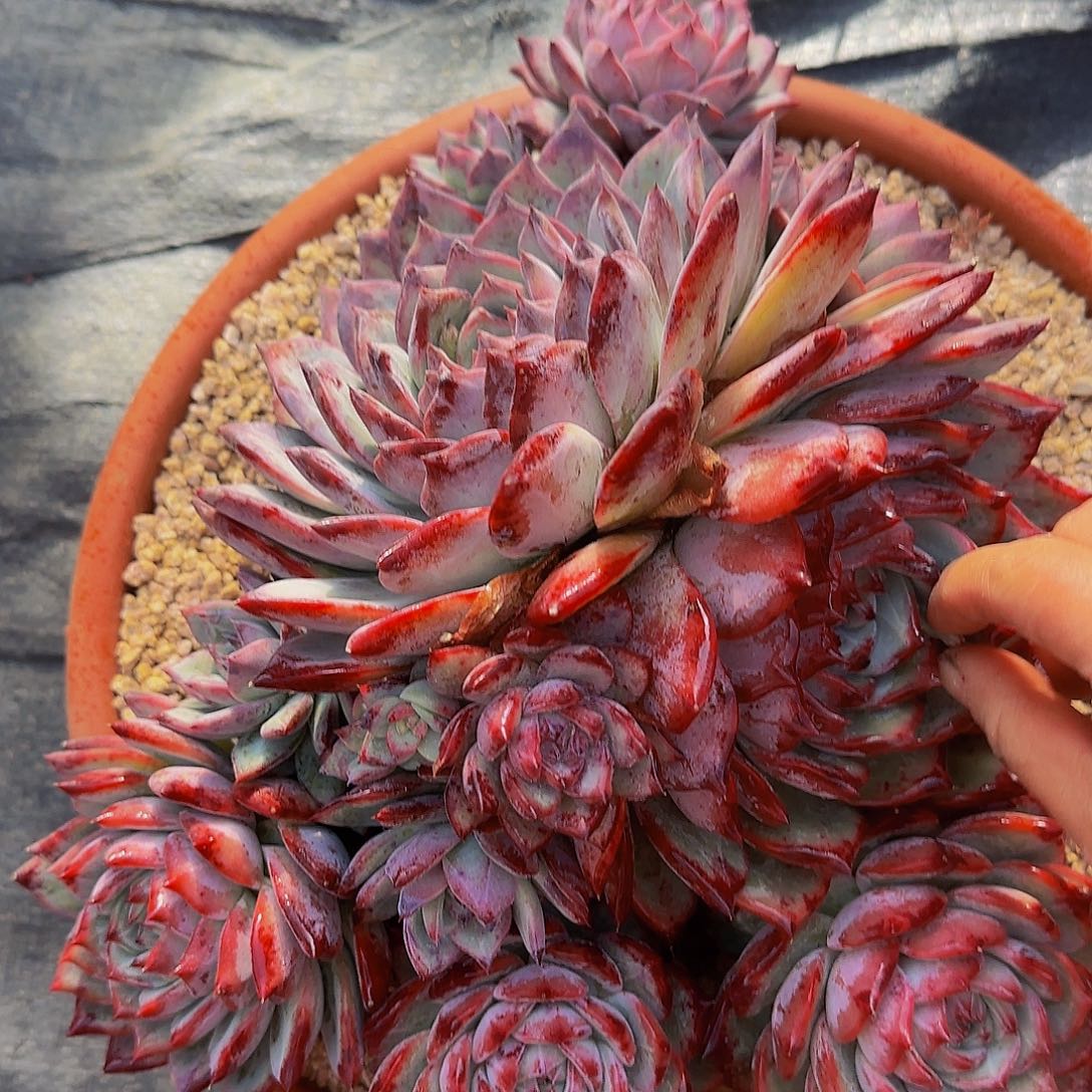 淡***然啊呃呃呃呃呃呃呃呃呃呃呃呃呃呃啊