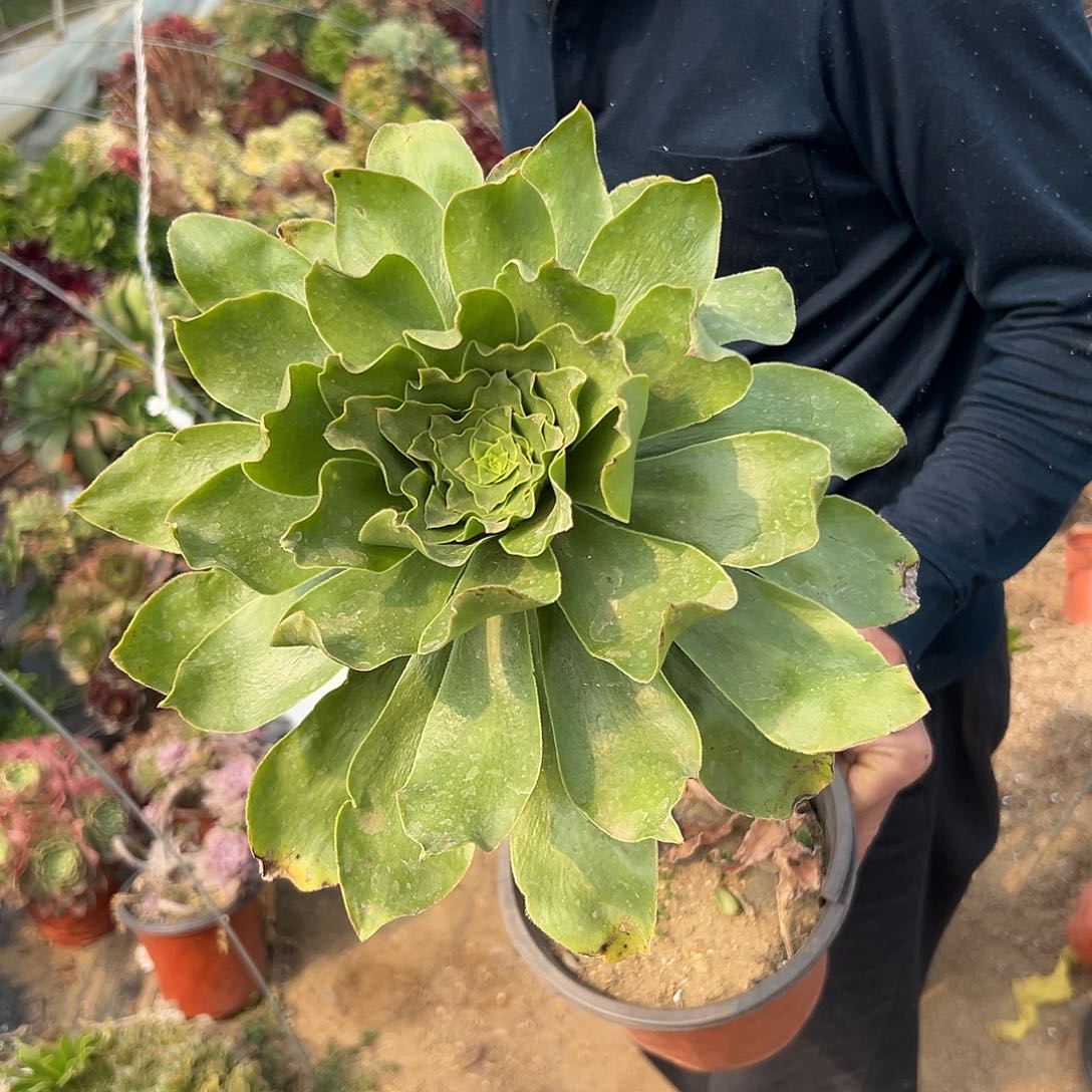 多肉植物多肉植物