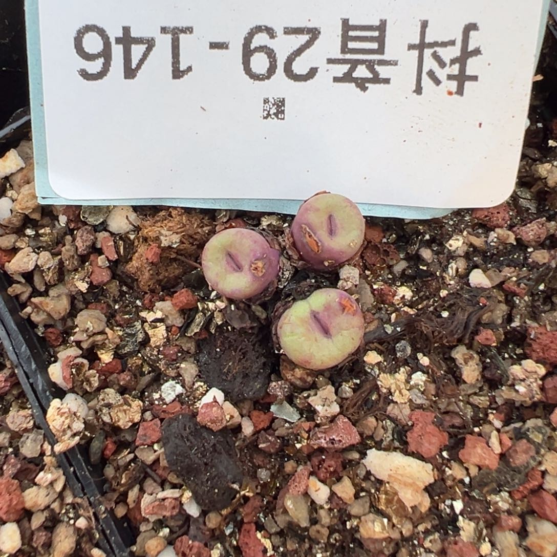 29-146肉锥多肉植物，