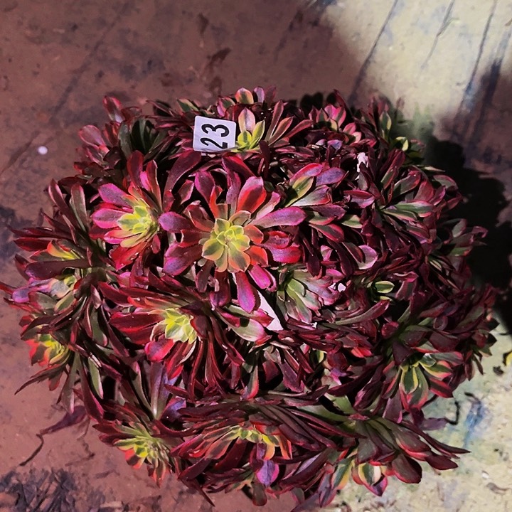 323朝霞多肉植物