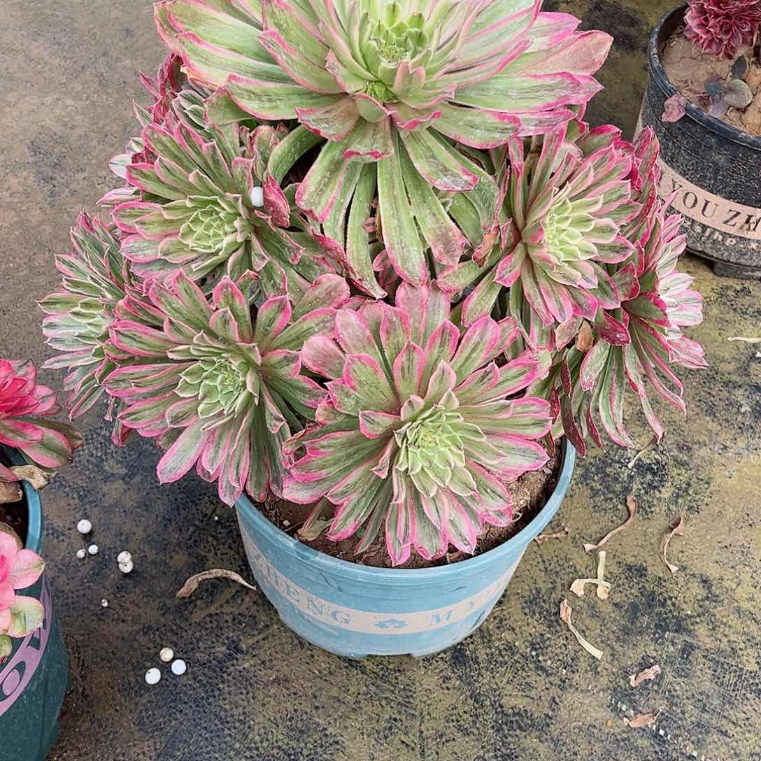 多肉植物747多肉