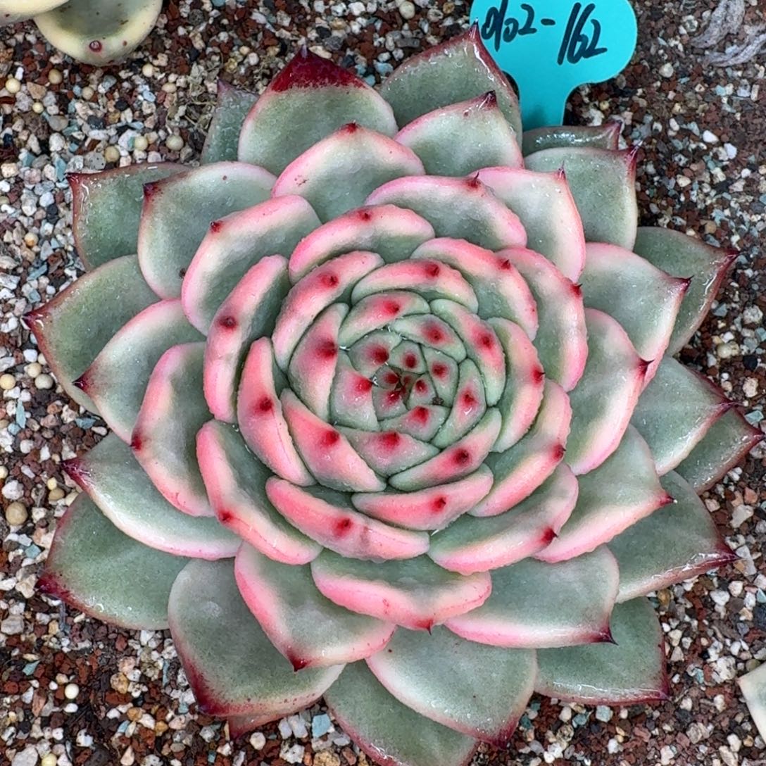 从前慢多肉精选编号0102.162